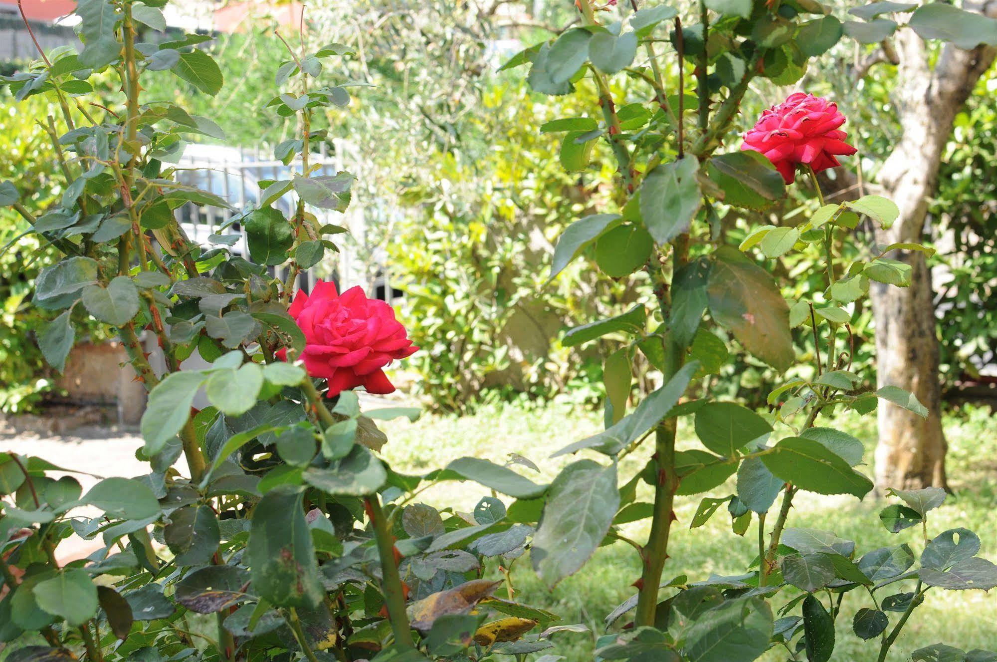 Marinetta Bed & Breakfast Signa Kültér fotó